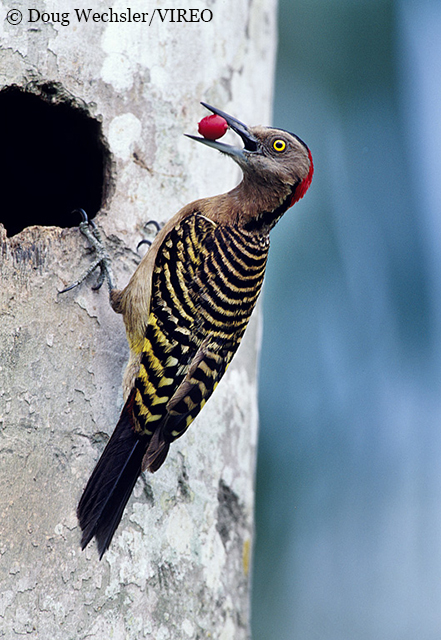 Hispaniolan Woodpecker w02-31-017.jpg